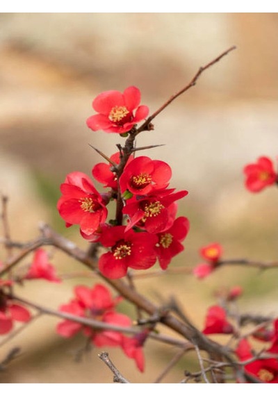 Kırmızı Bahardalı Çiçeği Fidanı 1 Adet Saksılı 40-60 Cm Japon Ayvası Chaenomeles Japonica