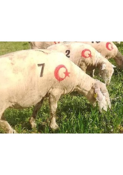 1 Adet Küçükbaş Soğuk Damga Numaratörü 8 Cm + Ayyıldız Hediye