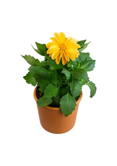 Sarı Yıldız Çiçeği Dalle Çiçeği 1 Adet Saksılı 20-60 Cm Bahçe Teras Bitksi Dahlia