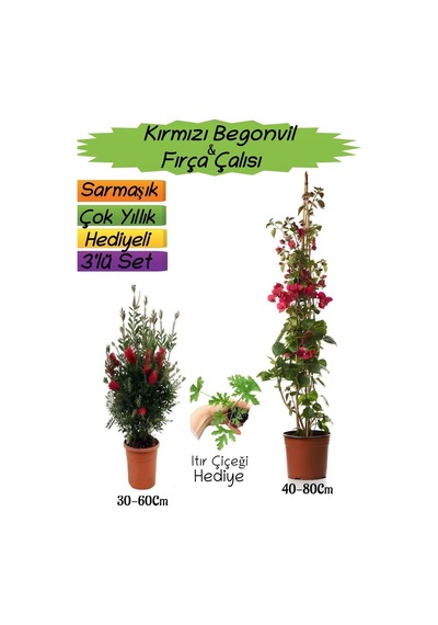 Kırmızı Renk Begonvil+kırmızı Fırça Çalısı+ıtır Çiçeği 3'lü Peyzaj Seti