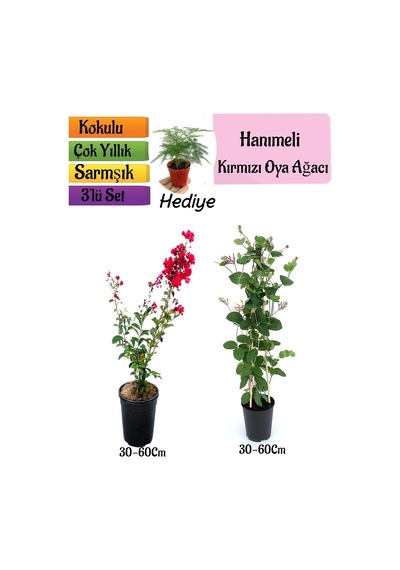 Kırmızı Oya Ağacı+kokulu Hanımeli Çiçeği+tül Kuşkonmaz Hediyeli 3'lü Peyzaj Seti