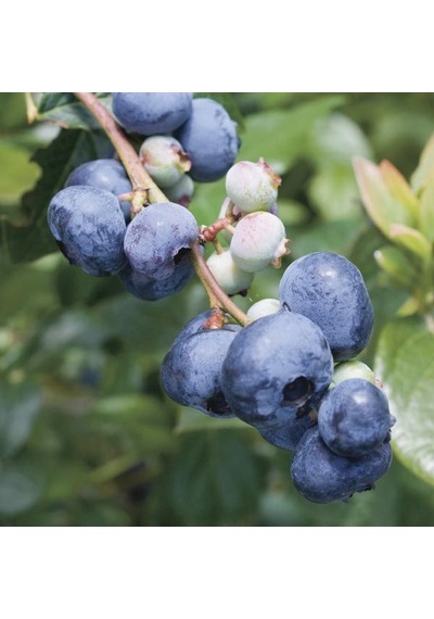 2 Yaş BlueGold Çeşiti Yaban Mersini Fidanı