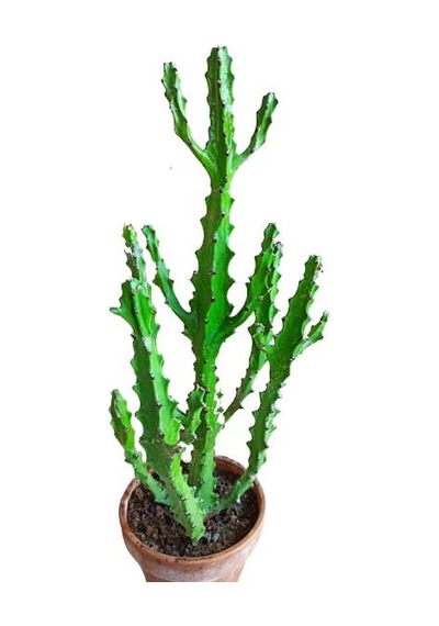Euphorbia Najuneranatanii - 90 Cm