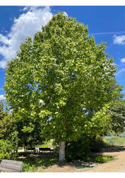 Favori Ürün Çınar Ağacı Fidanı Doğu Çınarı 80 90 Cm 4 Adet Tüplü Dış Mekan Platanus Orientalis