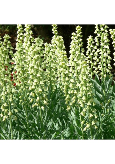 Fritillaria İvory Bells Beyaz Renkli Ters Lale Soğanı 1 Adet