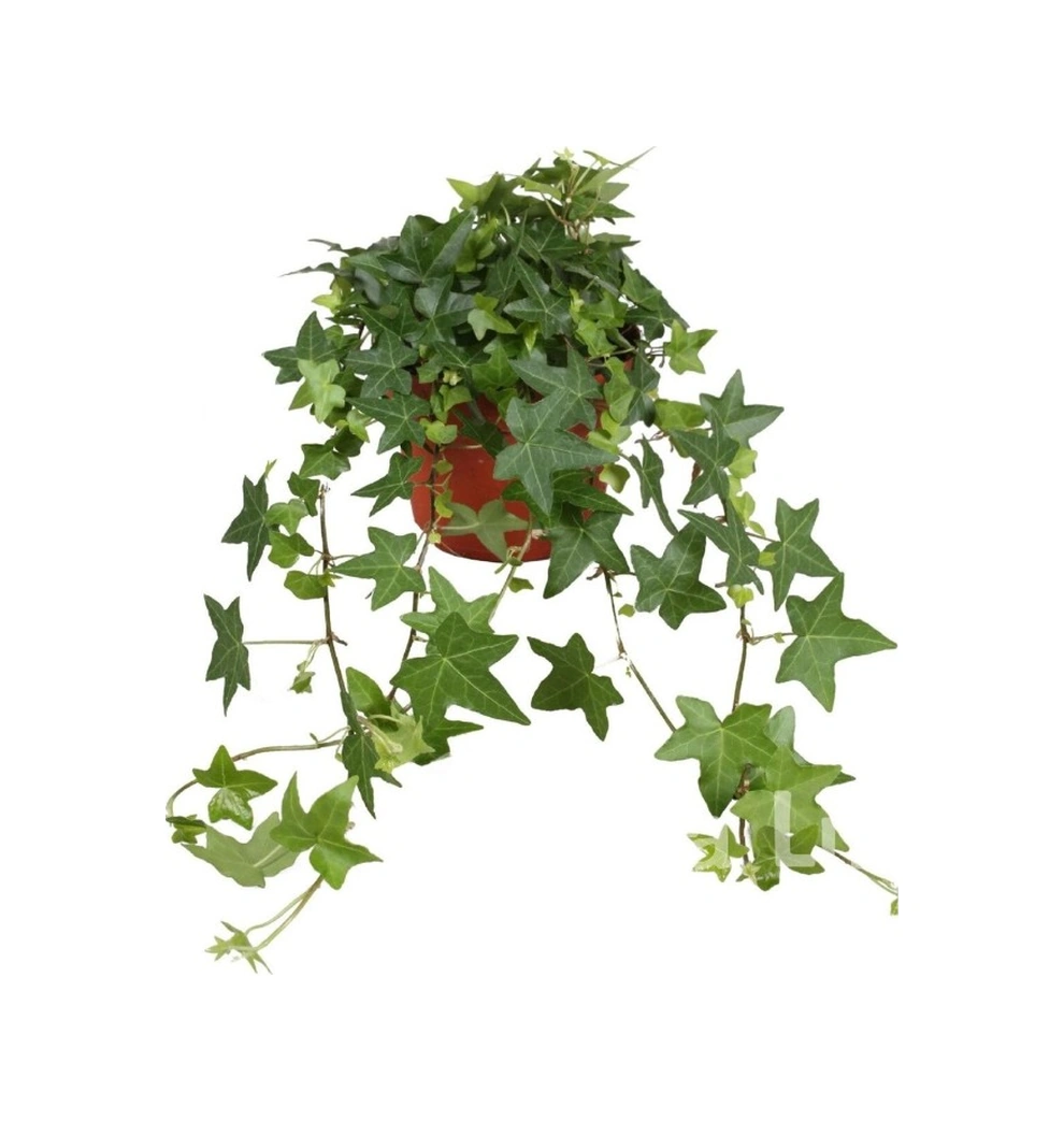 Duvar Sarmaşığı Fidanı Hedera Helix 10-20 Cm