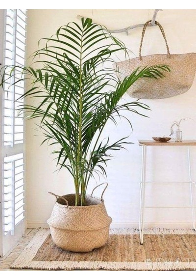 Areka Salon Palmiyesi Salon Palmiyesi 80-120 Cm Areca Palm Salon Ofis Bitkisi