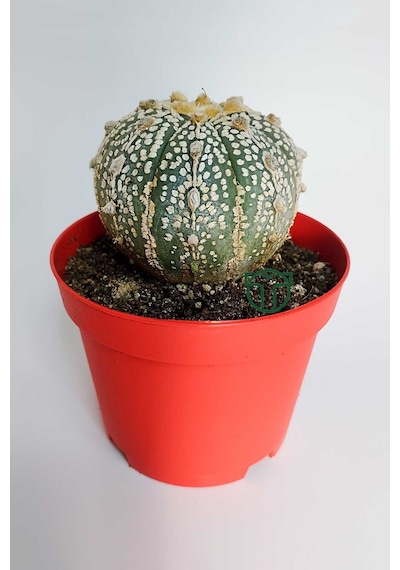Astrophytum Asterias Super Kabuto Koleksiyon Kaktüs 8.5 Cm Kırmız 1 Adet