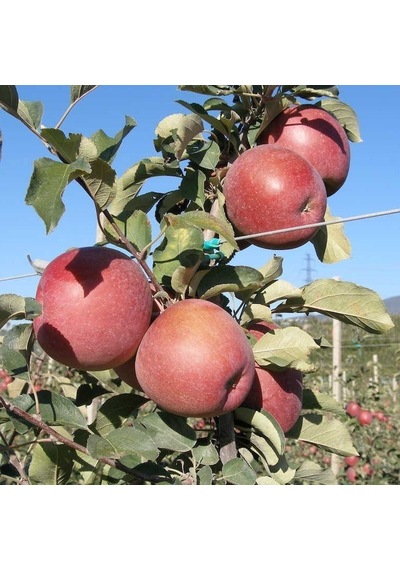 Tüplü Aşılı Yarıbodur Bol Sulu Fuji Kiku Elma Fidanı