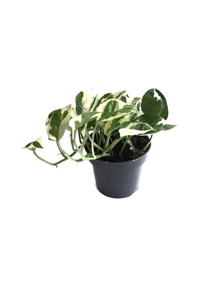 Epipremnum Aureum 'N Joy' (Salon Sarmaşığı) Ø12 CM Y15-20 CM