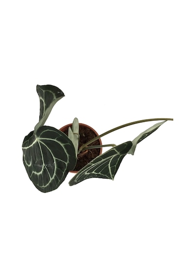Anthurium Clarinervium Ø14 CM Y30-35 CM