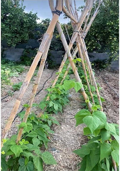 Bitki Destek Çubuğu 10 Adet 150 Cm