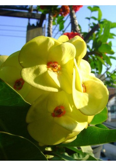 Videolu Milli Dikenler Tacı 4 Adet Sarı Kırımızı Pembe Beyaz 10-20 Cm Saksılı Euphorbia