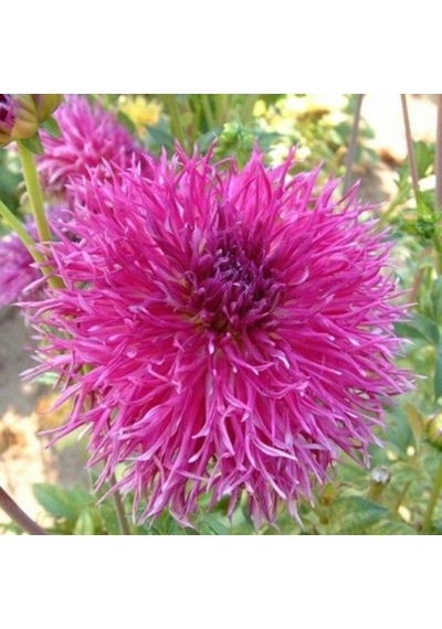 Büyük Çiçekli D.Forestier Dahlia Yıldız Çiçeği Yumrusu 1 Adet
