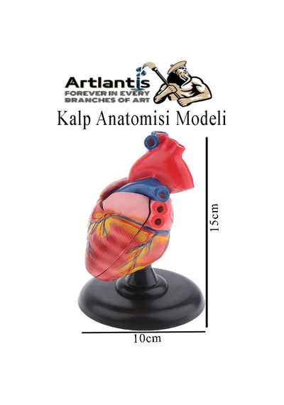 Kalp Modeli 2 Parça 1 Adet Gerçek Boy Kalp Anatomisi Modeli İnsan Kalp Modeli Renkli Bilim Deney Malzemesi