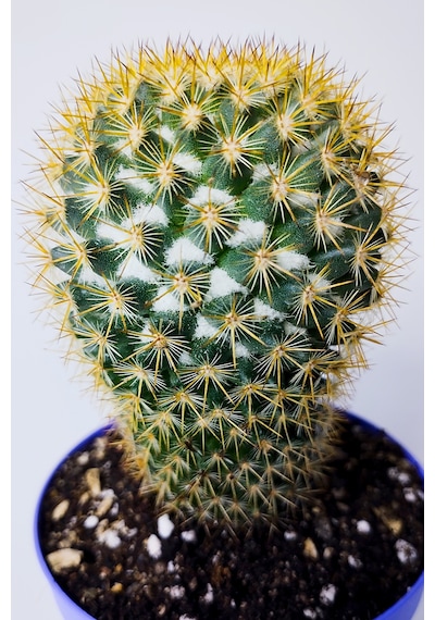 Mammillaria Flavicentra Kaktüs Altın Dikenli Koleksiyonluk Özel Seri 8.5 Cm Saksıda