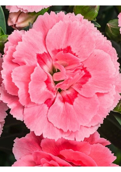 Avantajlı Ürün 4 Adet Saksılı Pembe Renk Karanfil Çiçeği 15-25cm Pink Dianthus