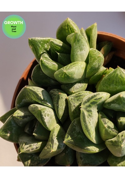 Haworthia Cymbiformis Sukulent 1 Adet