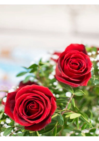 Kırmızı Gül 2 Adet Saksılı 40-60cm Aşılı Gül Bahçe Bitkisi Red Roses