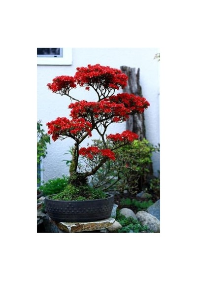 Kırmızı Yapraklı Bonsai Ağacı Tohumu - 10 Adet İle Bitki Yetiştir