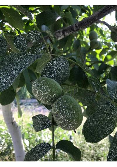 Kaokil Kaolin Kili 25 Kg