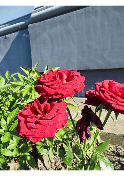Videolu Yediveren Bodur Gül Koyu Kırmızı 15 30 Cm 2 Adet Tüplü Aşılı Gül Dark Red Rose