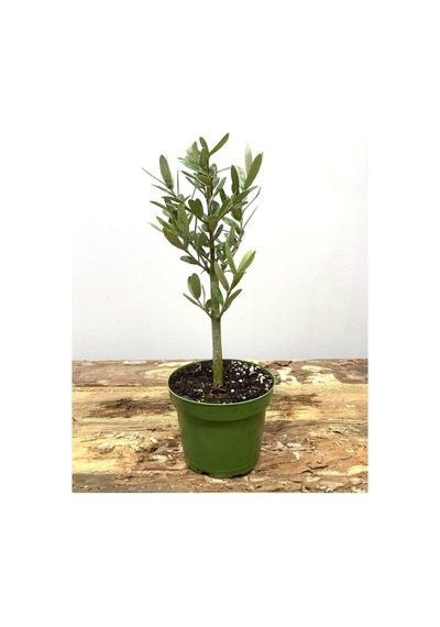 Hediyelik Bonsai Zeytini 25-30 Cm