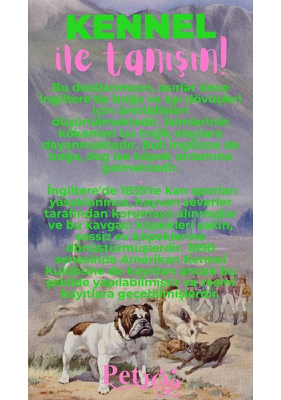 Petjoo 16.Kennel Pembe-Yeşil Qr'lı Köpek Künyesi