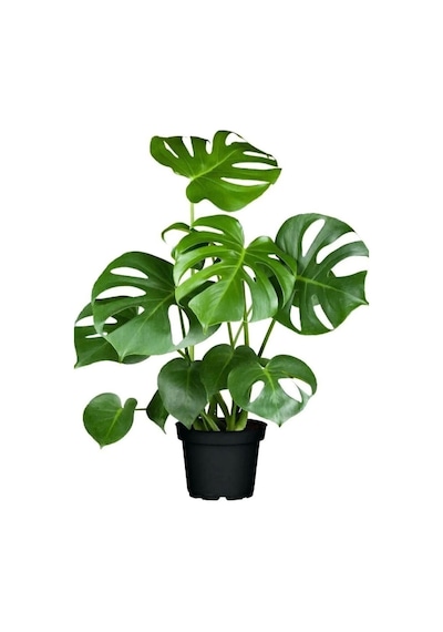 Serada Decor Plant Monstera Deliciosa Deve Tabanı Bitkisi 40-50 Cm İç Mekan Bitkisi Ofis Bitkisi
