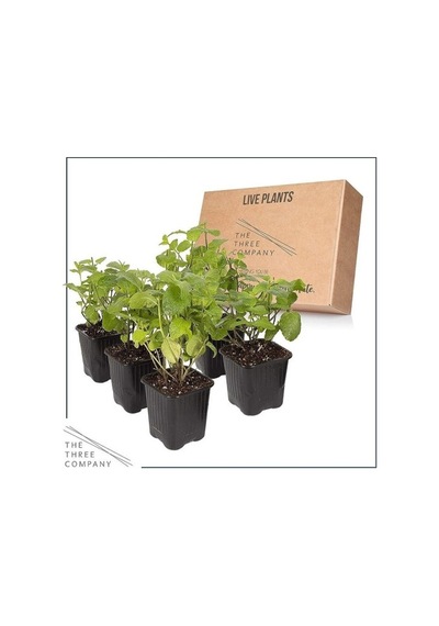 Saksılı Nane Lavanta Fidanı Ikili Set 10-20 Cm