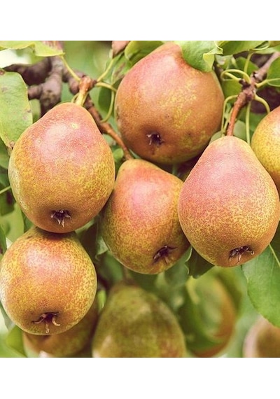 Armut Margeret 180-200 Cm Tüplü