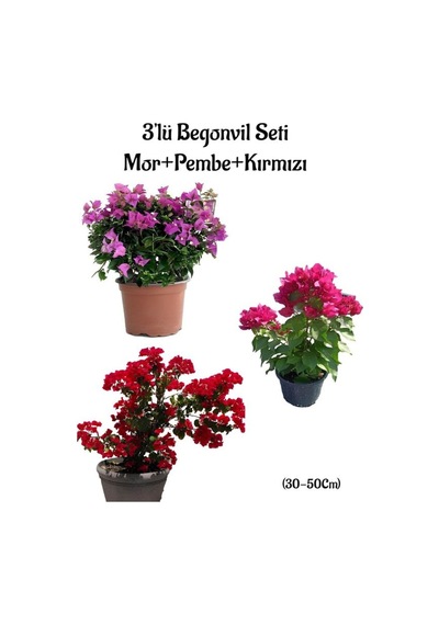 Mor Begonvil+pembe Begonvil+kırmızı Begonvil 3'lü Bahçe Peyzaj Seti