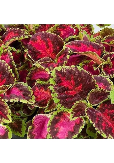 Leaf Beauty Kolyos Flower Yaprak Güzeli Kolyos Çiçeği 3 Adet