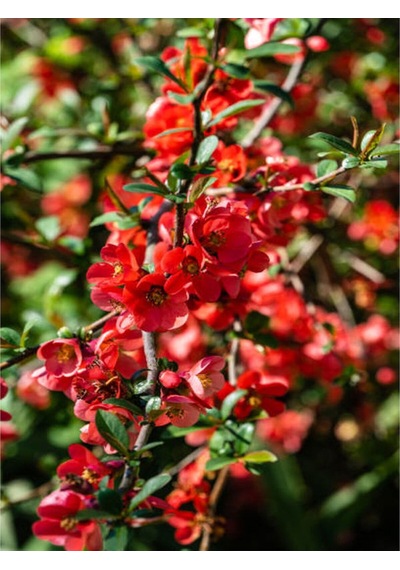 Videolu Japon Ayvası Bitkisi Fidanı 35 75 Cm 1 Adet Tüplü Dış Mekan Ağaç Japanese Quince