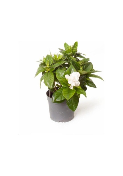 Videolu Anneler Gününe Özel Gardenya Tomurcuk 20 40 Cm 1 Adet Saksılı Iç Mekan Bitkisi Gardenia