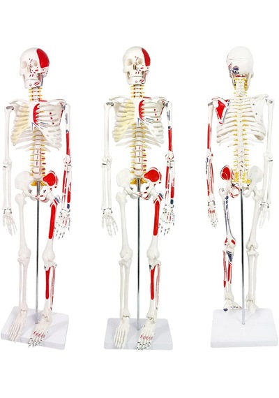 İnsan İskeleti Modeli Sinir Ve Kas Detaylı Numaralandırılmış, 85 Cm - İskelet Maketi 01