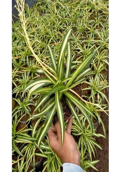 Bol Köklü Dolgun Kurdele Çiçeği Chlorophytum Comosum 20-40cm
