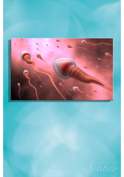 Sperm Hücrelerinin Yumurtaya Doğru Hareketi Tıbbi İllüstrasyon Kanvas Tablo Yatay Tekli 3366