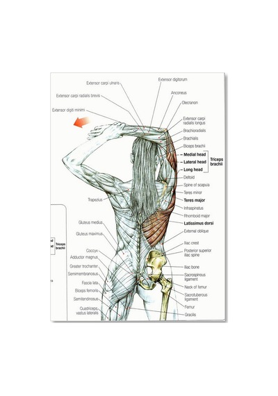 Cakasepetim Kadın Anatomisi Kas Haritası Ahşap Mdf Tablo