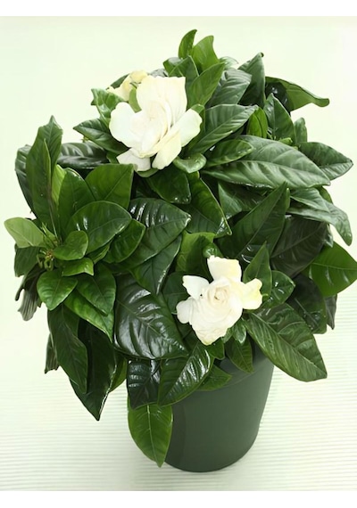 Videolu Kokulu Gardenya Çiçeği 30 40 Cm 1 Adet Saksılı Çiçekli Iç Mekan Bitkisi Gardenia