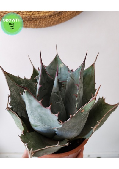 Agave Parryi Turancata 1 Adet