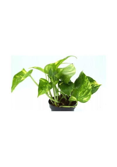 Epipremnum Pathos Potos Sarmaşığı Fidanı 10-20 Cm