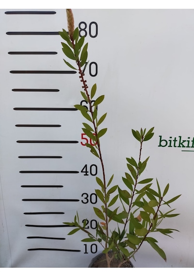 2 Yaş Fırça Çalısı Bitkisi