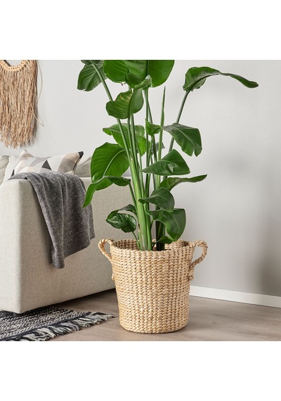 Törnbar Rattan Saksı, Muz Lifi