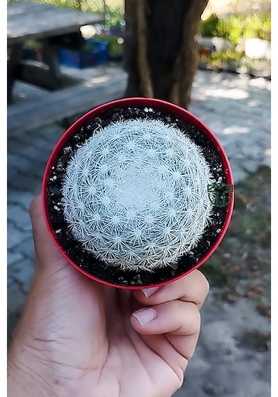 Mammillaria Candida Kaktüs Koleksiyonluk Nadir Tür