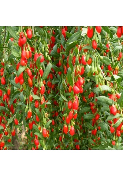 Tüplü Princess Tao Etli Goji Berry Kurt Üzümü Fidanı Sınırlı Say
