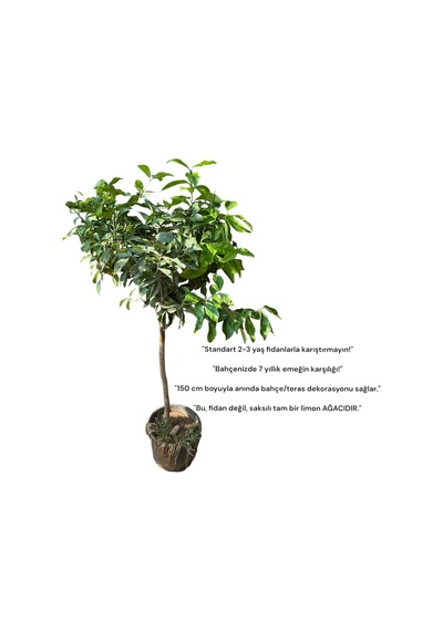 Hemen Meyve Veren Dev Boy Limon Ağacı Fidanı 150 Cm Saksılı, 7 Yaş