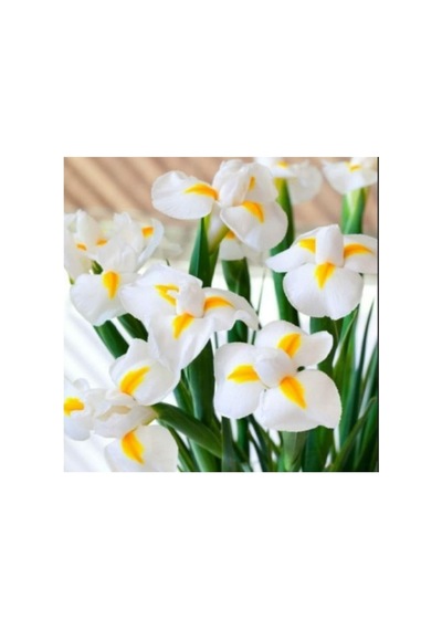 Golden Beauty Iris Süsen Soğanı - 10 Adet