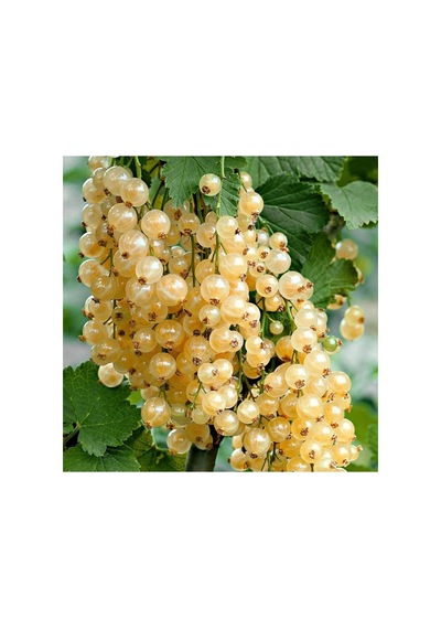 Aromatik Sarı Bektaşi Üzümü Fidanı 10-20 Cm
