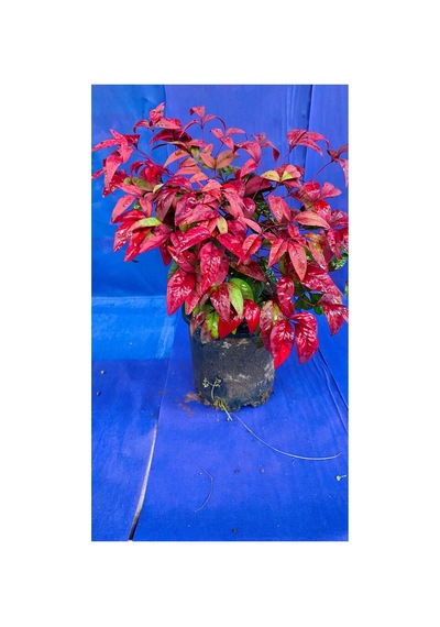 Bambu Nandina Dış Mekan